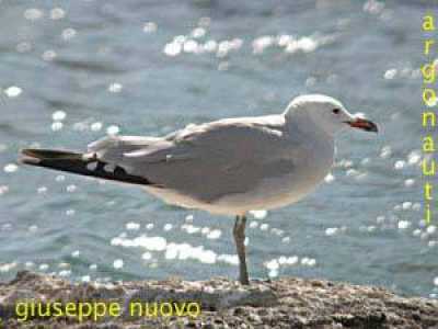 Gabbiano corso